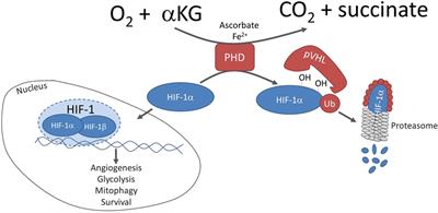 Non-Canonical Mechanisms Regulating Hypoxia-Inducible Factor 1 Alpha in Cancer